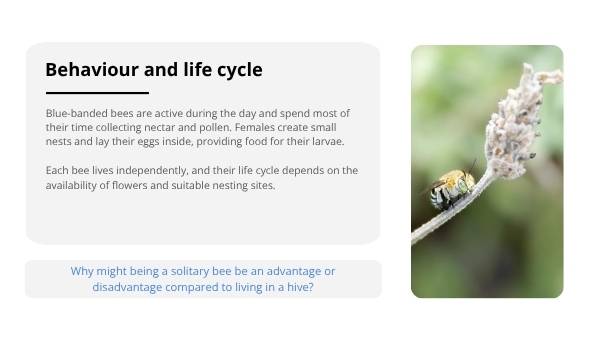 Deep Dive: Blue - Banded Bees Education Presentation — slide 5
