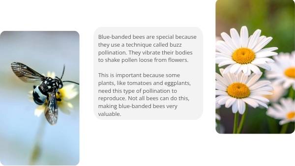 Deep Dive: Blue - Banded Bees Education Presentation — slide 6