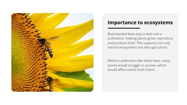 Deep Dive: Blue - Banded Bees Education Presentation — slide 7
