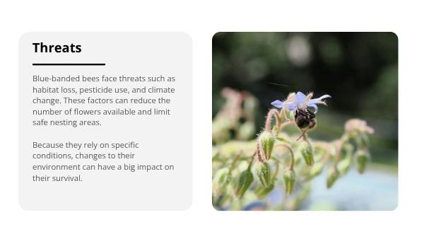 Deep Dive: Blue - Banded Bees Education Presentation — slide 8