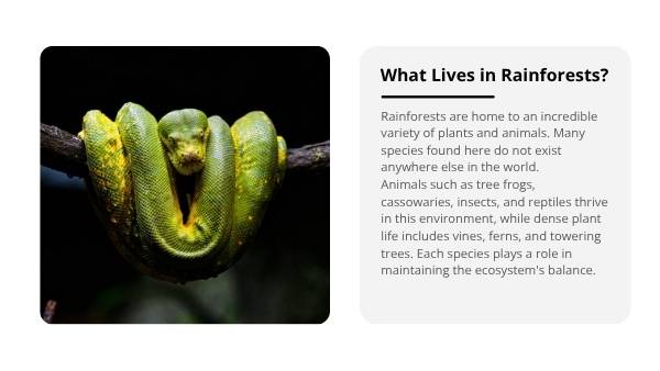 Australia's Rainforests Education Presentation — slide 5