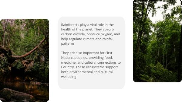Australia's Rainforests Education Presentation — slide 7