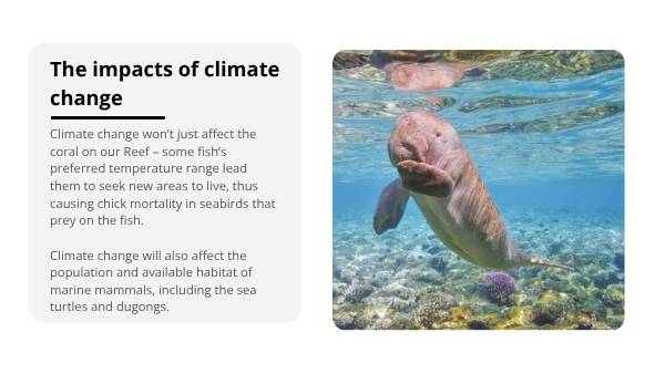 Great Barrier Reef : Challenges and Solutions Education Presentations — slide 5