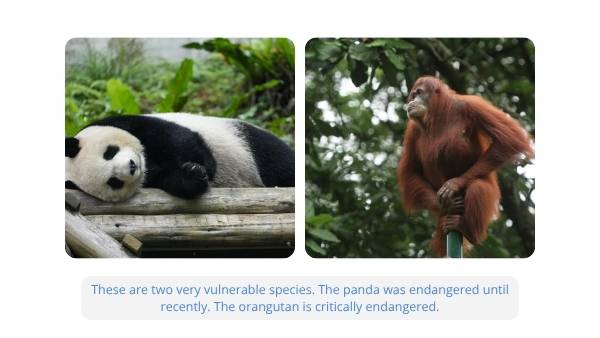 Effects of Deforestation Education Presentation — slide 5