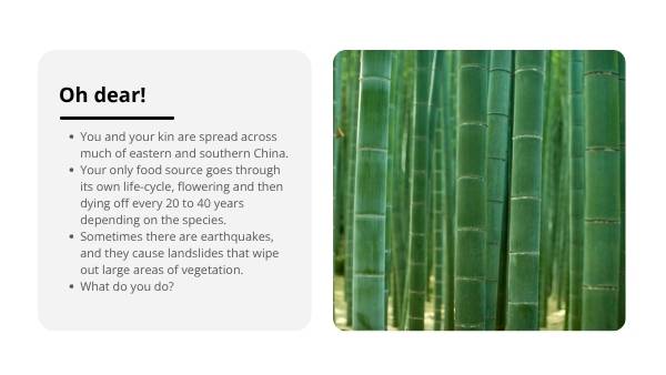 Effects of Deforestation Education Presentation — slide 9