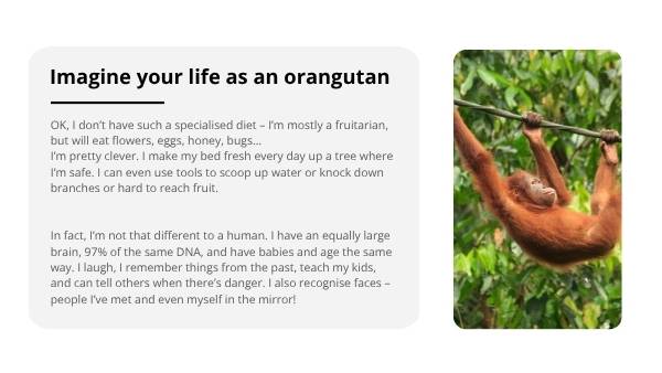 Effects of Deforestation Education Presentation — slide 11