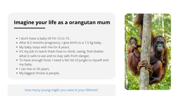 Effects of Deforestation Education Presentation — slide 12