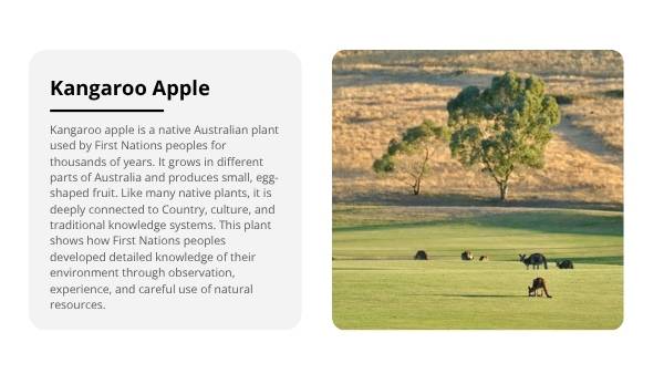 Deep Dive: Kangaroo Apple Education Presentation — slide 3