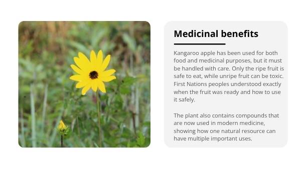 Deep Dive: Kangaroo Apple Education Presentation — slide 4