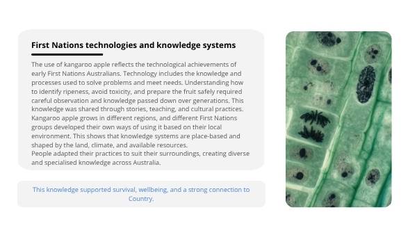 Deep Dive: Kangaroo Apple Education Presentation — slide 5
