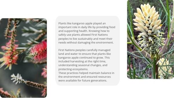 Deep Dive: Kangaroo Apple Education Presentation — slide 6
