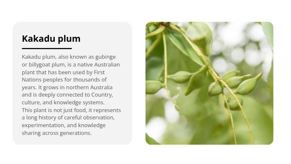 Deep Dive: Kakadu Plum Education Presentation — slide 3