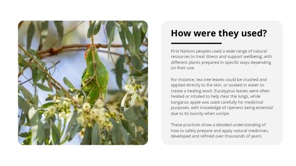 Traditional Medicine Education Presentation — slide 5
