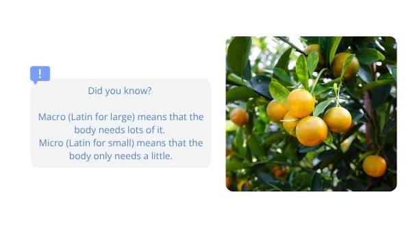 Food: Fuel, Feast & Flourish Education Presentation — slide 9