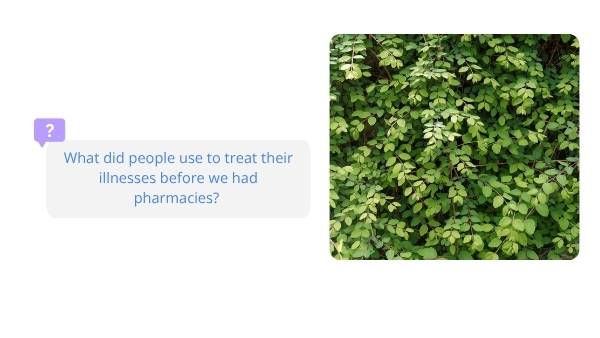 The Bush Apothecary Education Presentation — slide 3
