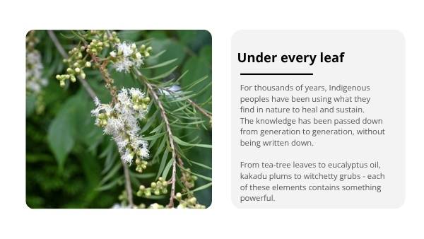 The Bush Apothecary Education Presentation — slide 7