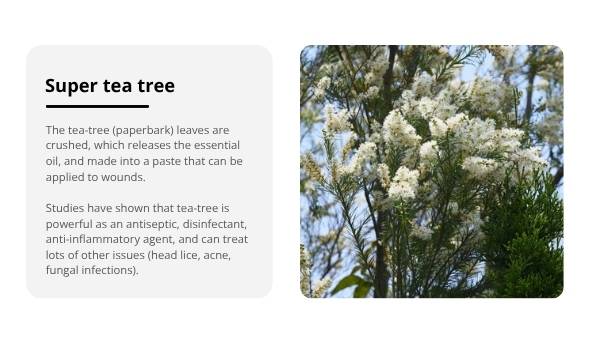 The Bush Apothecary Education Presentation — slide 8