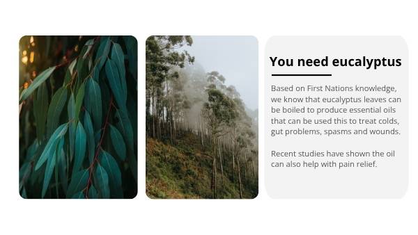 The Bush Apothecary Education Presentation — slide 9
