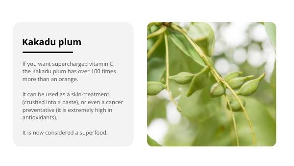 The Bush Apothecary Education Presentation — slide 11