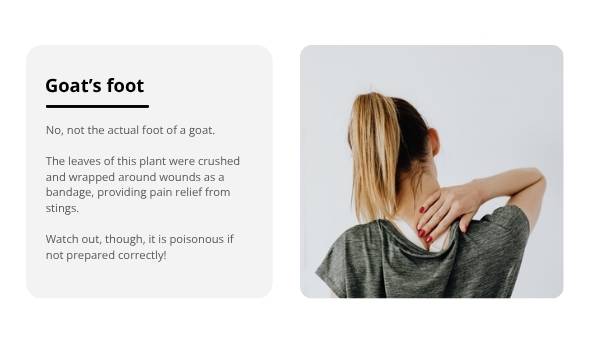 The Bush Apothecary Education Presentation — slide 12