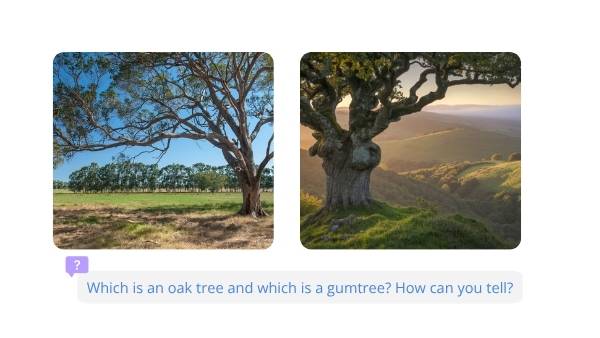 Joseph Banks and Botany Bay Education Presentation — slide 3