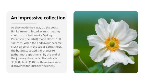 Joseph Banks and Botany Bay Education Presentation — slide 12