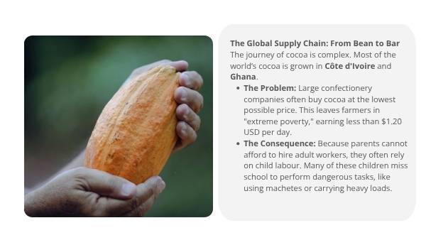 Bean to Bar: Ethical Supply Chains Education Presentation — slide 5
