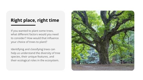 Classification and Identification of Trees Education Presentation — slide 4