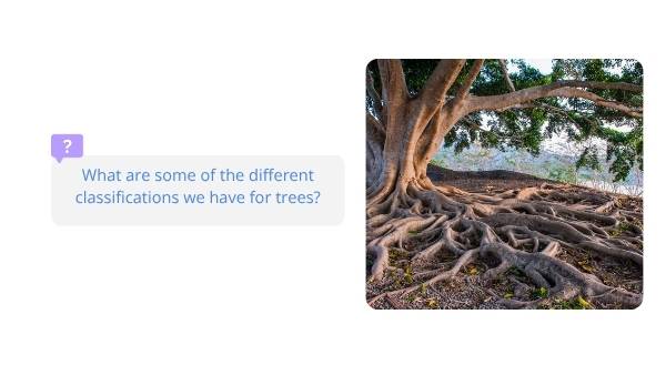 Classification and Identification of Trees Education Presentation — slide 5