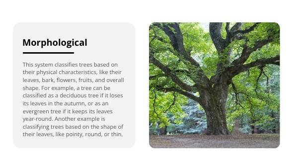 Classification and Identification of Trees Education Presentation — slide 6