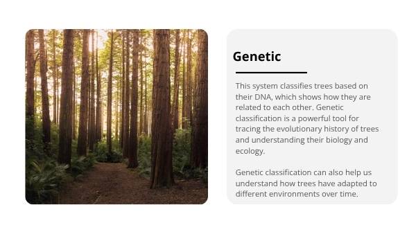 Classification and Identification of Trees Education Presentation — slide 7