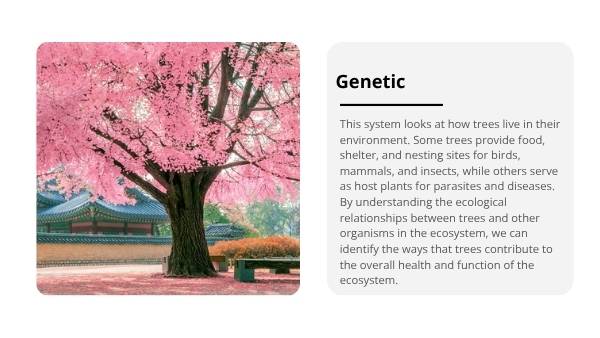 Classification and Identification of Trees Education Presentation — slide 8