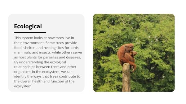 Classification and Identification of Trees Education Presentation — slide 9