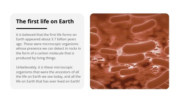 Where Did Humans Come From? Education Presentation — slide 6