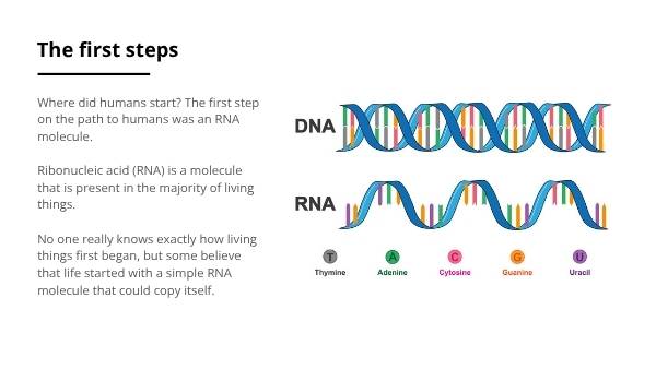 Where Did Humans Come From? Education Presentation — slide 8