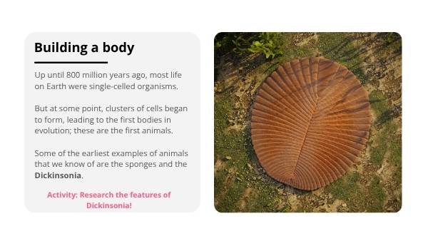 Where Did Humans Come From? Education Presentation — slide 9