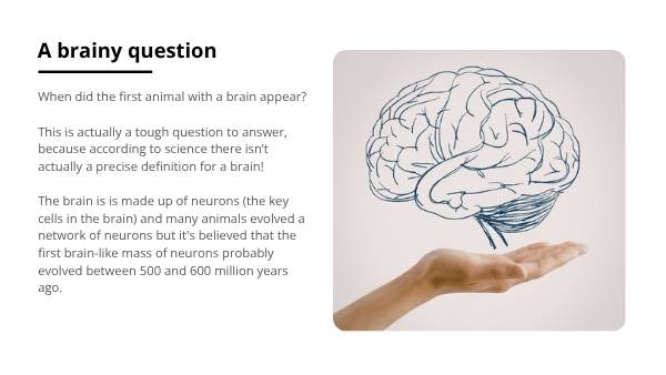 Where Did Humans Come From? Education Presentation — slide 10