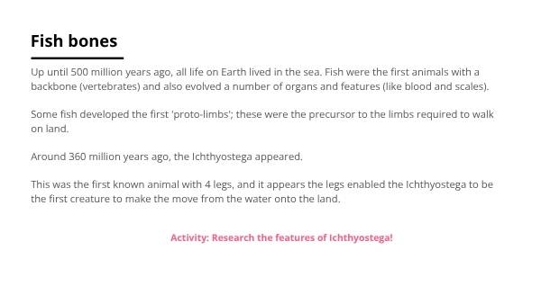 Where Did Humans Come From? Education Presentation — slide 11