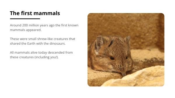 Where Did Humans Come From? Education Presentation — slide 12