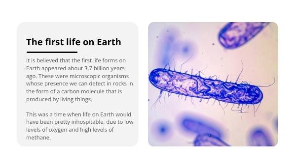 The Story of Human Evolution Education Presentation — slide 5