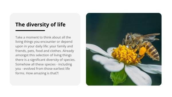 The Story of Human Evolution Education Presentation — slide 6
