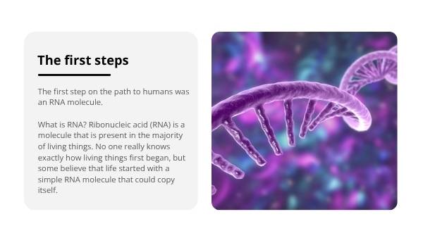 The Story of Human Evolution Education Presentation — slide 8