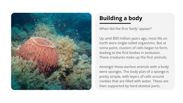 The Story of Human Evolution Education Presentation — slide 9
