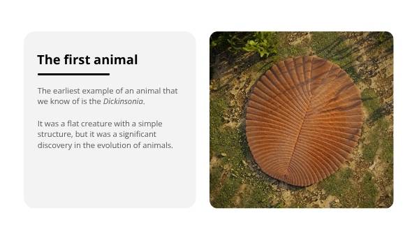 The Story of Human Evolution Education Presentation — slide 10