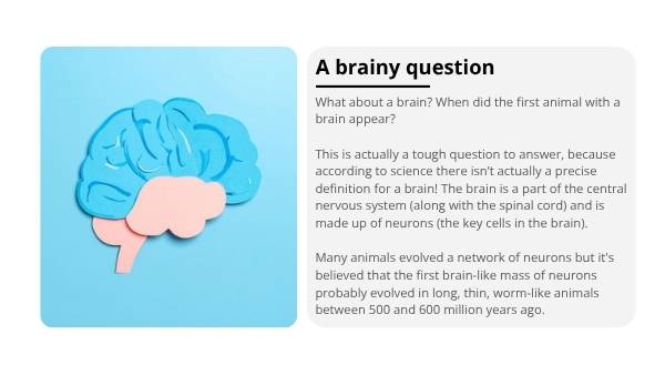 The Story of Human Evolution Education Presentation — slide 11