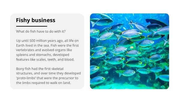 The Story of Human Evolution Education Presentation — slide 12