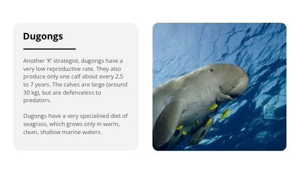 Animal Populations and Evolution Strategies Education Presentation — slide 9
