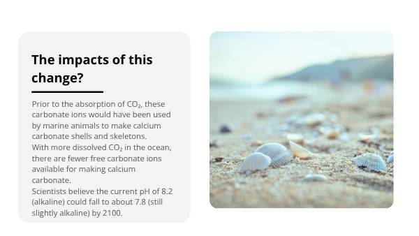 Ocean Acidification Education Presentation — slide 11