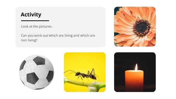 Exploring Living Things Education Presentation — slide 7