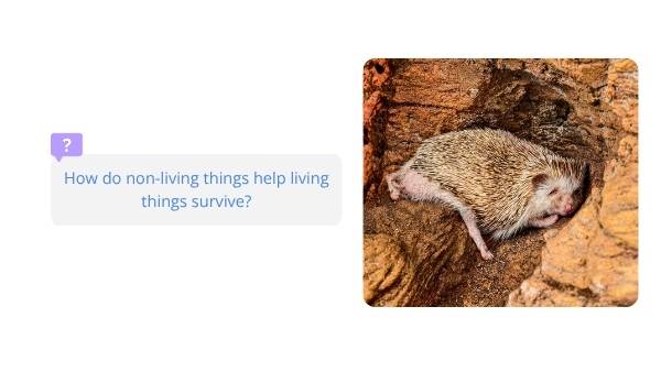 Non-living Things Education Presentation — slide 7